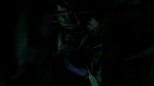 Норм семена спс всем )))))))) смотреть онлайн