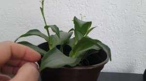 Мурдания, редкие комнатные растения.