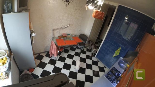 Домашние животные одни дома! смотреть онлайн