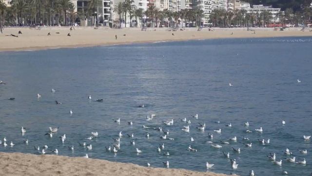Lloret de Mar, Girona, España, Spain смотреть онлайн