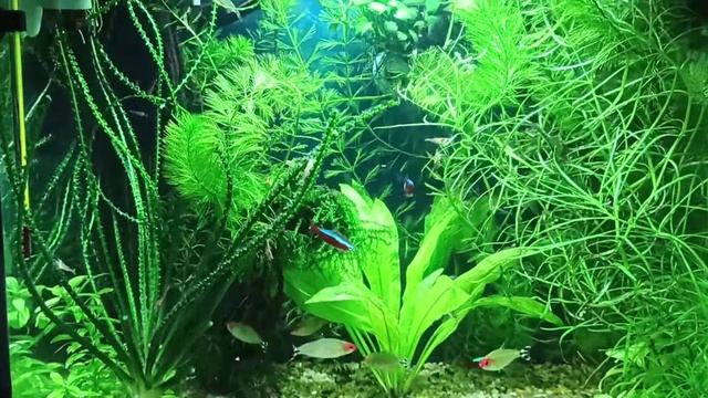 Коридорас пигмей (Corydoras pygmaeus), родостомус, красный неон 2020 12 24 смотреть онлайн