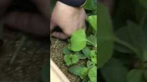 Третий способ прививки дыни на тыкву