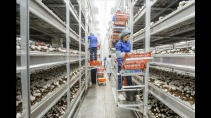 Почему не стиот идти работать сборщиком грибов  Даугавпилчанка о работе на грибной ферме в Ирландии