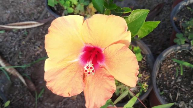 Orange Hibiscus!!😊 смотреть онлайн