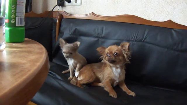 питомник Alina-Bianka, http://chixi.my1.ru смотреть онлайн