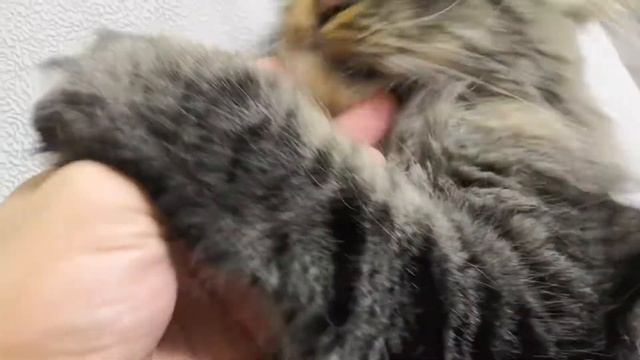 Пульт в коте! Вечерняя разминка! смотреть онлайн
