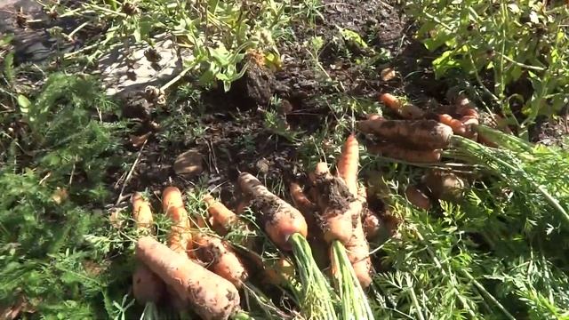 Урожай морковки сентябрь 2017 год смотреть онлайн