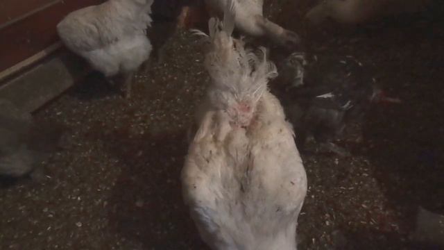 ЛУЧШАЯ ПОДСТИЛКА ДЛЯ УТОК и КУР ((ВЫХОД НАЙДЕН!!!УРА!!!)) смотреть онлайн