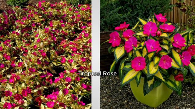 Phillip Watson Designs 3 Pc Variegated Sunpatiens Live Plants On QVC