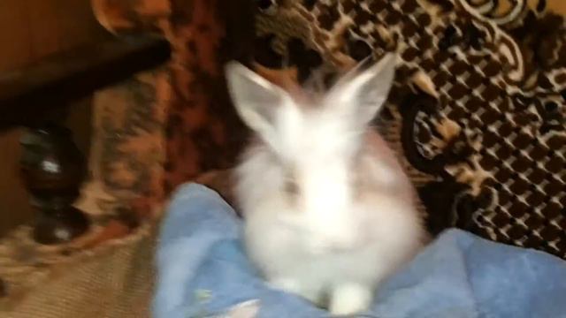 Кролик гладит полотенце! смотреть онлайн