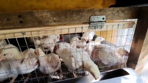 Утро 84/41/23-е. Начинаем давать фуразолидон от поноса у бройлеров. Выращивание бройлеров росс 708.