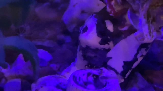 Гуппи Эндлера Кампона Эль Тигре (Guppy Endler Campoma El Tigre)