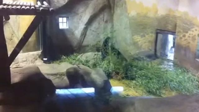 Зоопарк Мадрида смотреть онлайн