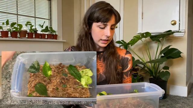Houseplant Talk + Propagation Box Update!!