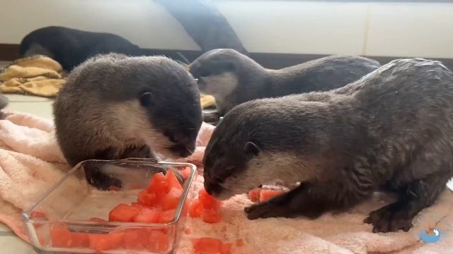 Otter Trying to Eat a Whole Watermelon?! смотреть онлайн