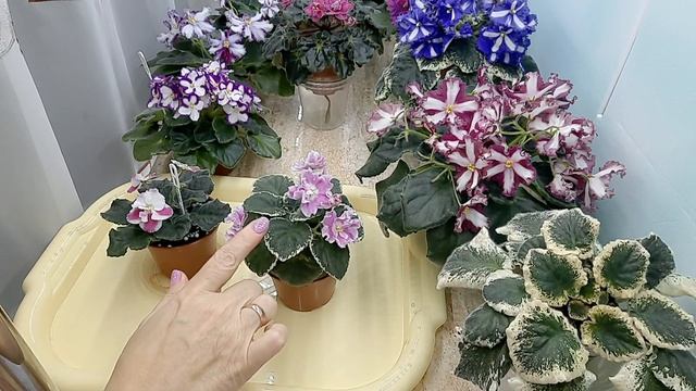 Почему быстро вянут цветы и бутоны на фиалках? смотреть онлайн