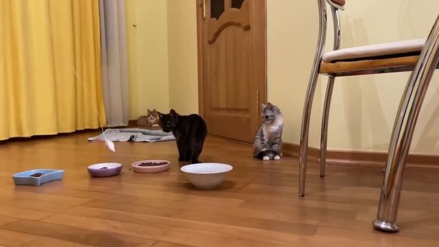 Мы с котенком играем в КОШКИ-МЫШКИ! смотреть онлайн