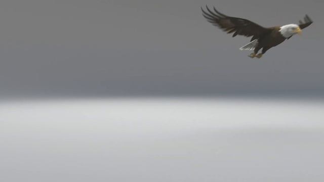 Eagle animations смотреть онлайн