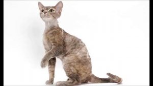 Породы кошек которые не линяют.