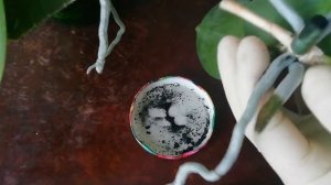 Как отделить детку орхидеи и пересадить в  домашних условиях ?Часть №8