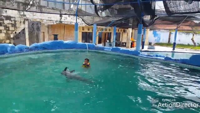 Север Бали. Отель Melka. Купание с дельфином. Цена. 10.01.18г смотреть онлайн