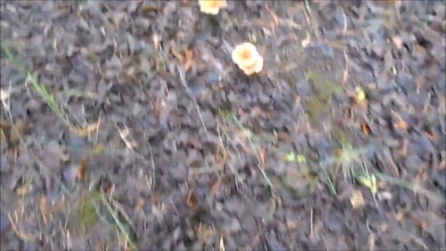 говорушки на опушке смотреть онлайн