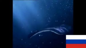 Реклама Hotpoint Ariston Aqualtis на трёх языках