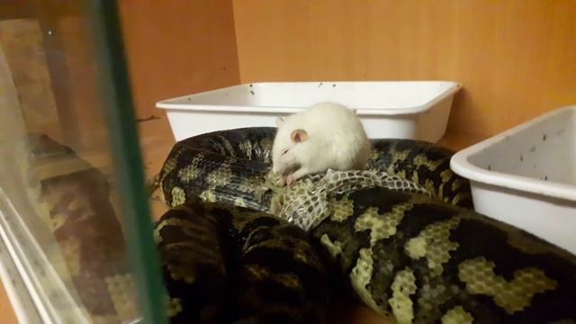 КРЫСА ЖРЁТ ПИТОНА / RATS EAT PYTHON не для слабонервных смотреть онлайн