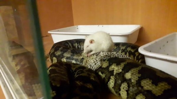 КРЫСА ЖРЁТ ПИТОНА / RATS EAT PYTHON не для слабонервных