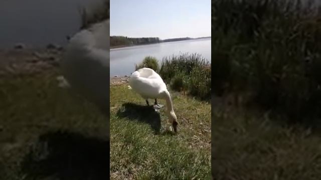 Вольштын смотреть онлайн