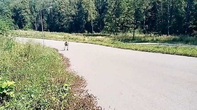 Летняя тренировка на лыжероллерах | СШОР Квант г. Обнинск смотреть онлайн