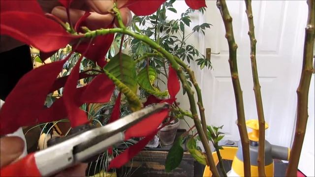 How to prune Euphorbia pulcherrima, Poinsettia, after blooming смотреть онлайн