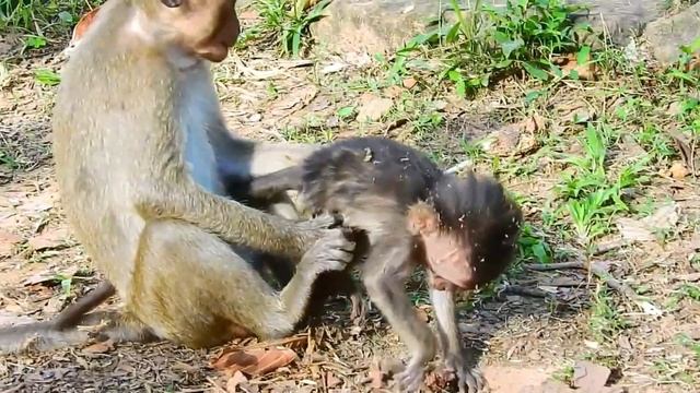 OMG.,Unbelievable Happened…Why Big Monkey Did Example Like This On It Baby? смотреть онлайн