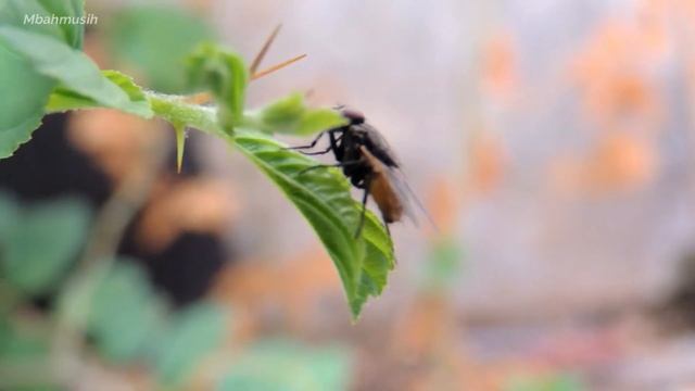 Video Macro Nikon P510 beautiful flower смотреть онлайн