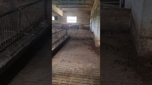 Організація вентиляції на відгодівлі свиней. смотреть онлайн