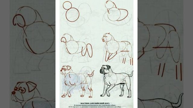 Учимся рисовать животных. Рисунок животных. #Рисование. #Рисунок. смотреть онлайн
