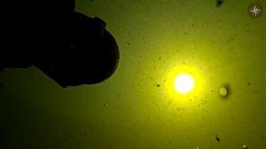 ПОДВОДНАЯ ОХОТА НА КРУПНОГО ОКУНЯ. КОМПАС №29