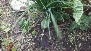 Как размножить Калину Бульденеж