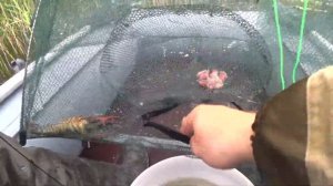 Оставил Раколовки на ночь! Ловля Раков! Проверка Китайских Раколовок "Зонтик"!