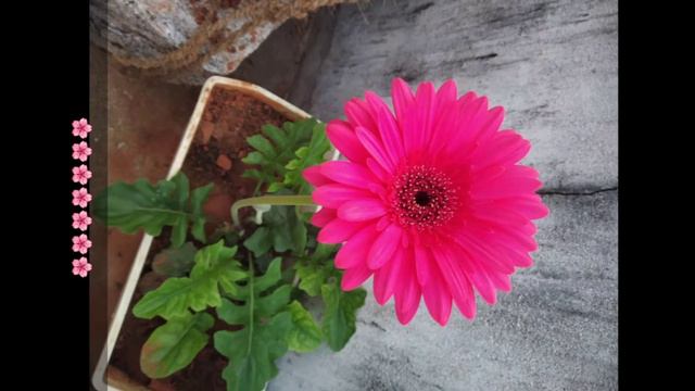 Maadi Thottam malargal / மாடித் தோட்டம் மலர்கள் / Terrace Gardening flowers смотреть онлайн