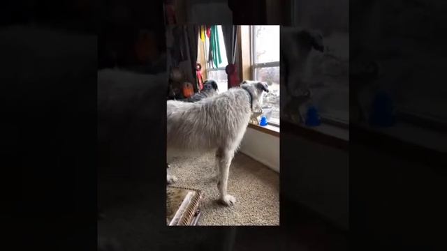 Life With Driller The Magnificent Irish Wolfhound