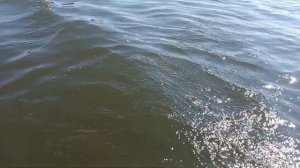 Отводной поводок! Правильный Монтаж!!! Ловля Окуня Летом!!!