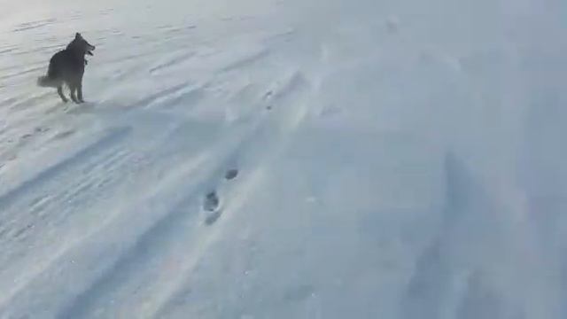 Хаски на озере зимой (MBAND - Невыносимая) смотреть онлайн