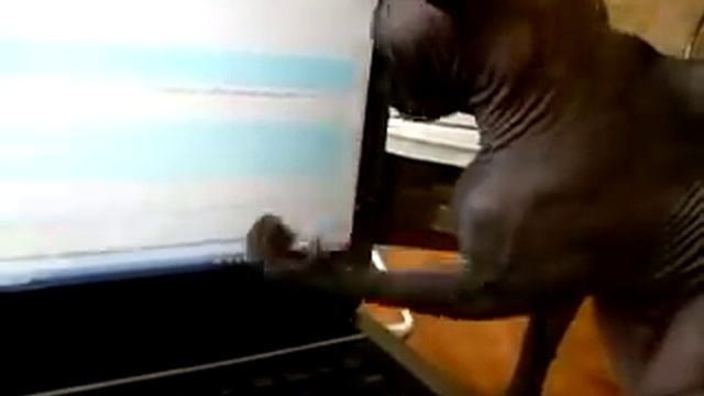 О назначении лап у кошки смотреть онлайн