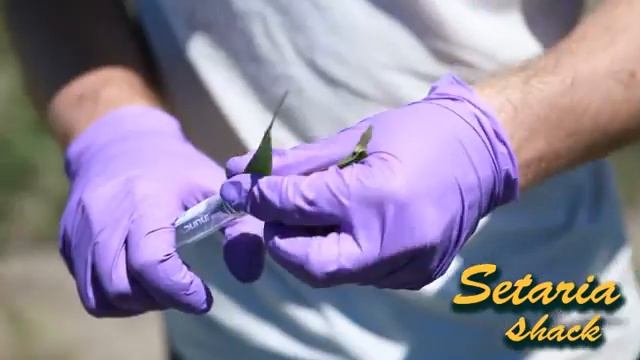 Working with Setaria Plants at the Setaria Shack смотреть онлайн