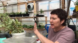 Как укоренить Дерен? Моя технология подробно.