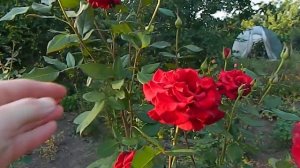 Роза Черная магия чайно-гибридная