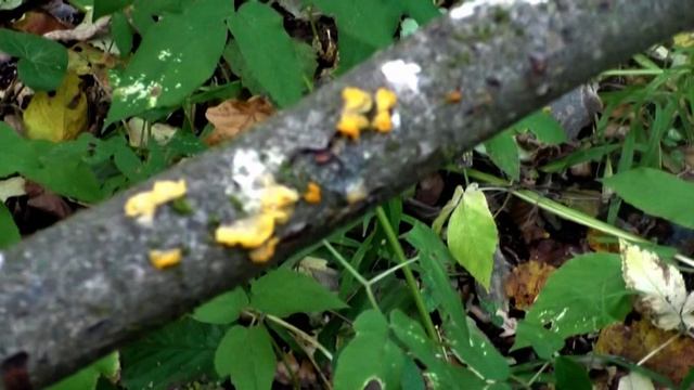 Редкие грибы. Дрожалки белые и Оранжевые.  Говорушки - Рядовки. Лес Старые Батеки.