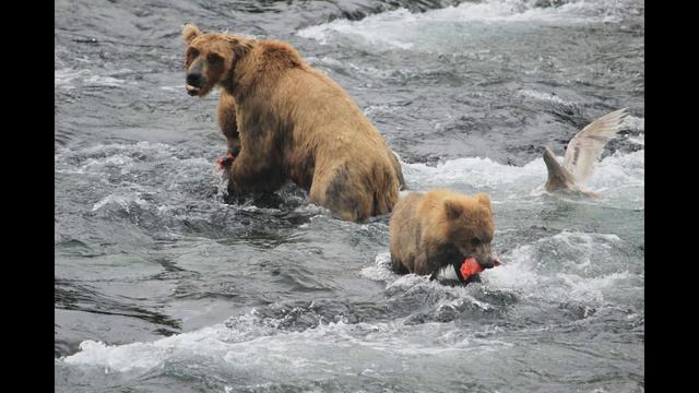 Katmai National Park vs Lake Clark National Park смотреть онлайн