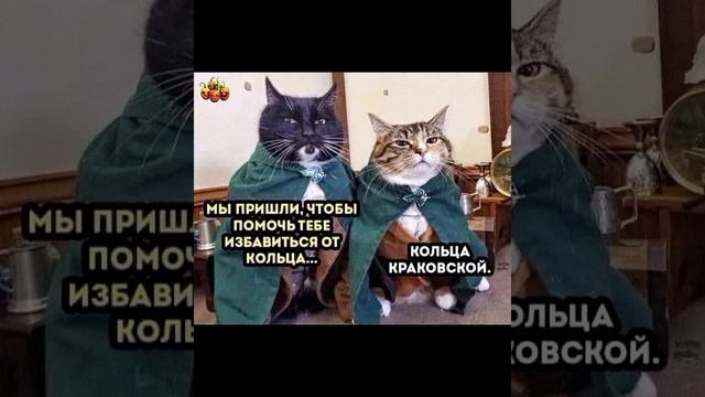 Пушистые из братства кольца - КОЛЬЦА КРАКОВСКИЙ ! #мем Смешные картинки / #приколы с озвучкой ? смотреть онлайн